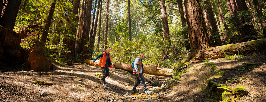 Image of man and woman walking through a redwood forest
